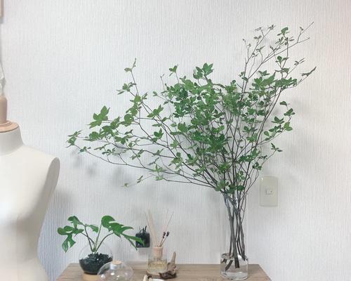 生花]✨深山ドウダンツツジ❣️枝物切り枝❗️※80〜90cm×5本セット