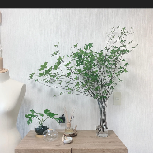 生花]✨深山ドウダンツツジ❣️枝物切り枝❗️※80〜90cm×5本セット