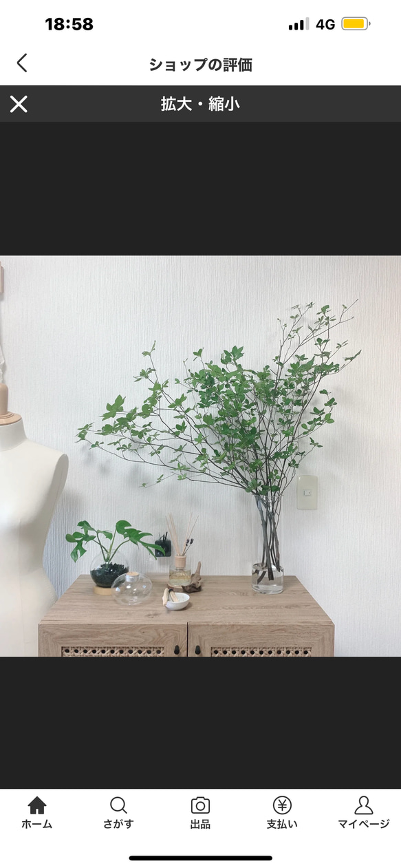 生花]✨深山ドウダンツツジ❣️枝物切り枝❗️※80〜90cm×5本セット