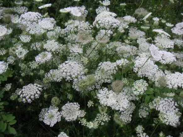 ホワイトレースフラワー 種 20粒 その他インテリア雑貨 mofrin 通販