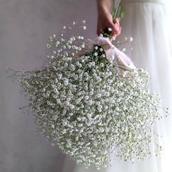 セール価格限定1セット 国産 特大の晩生パンパスグラス 10本