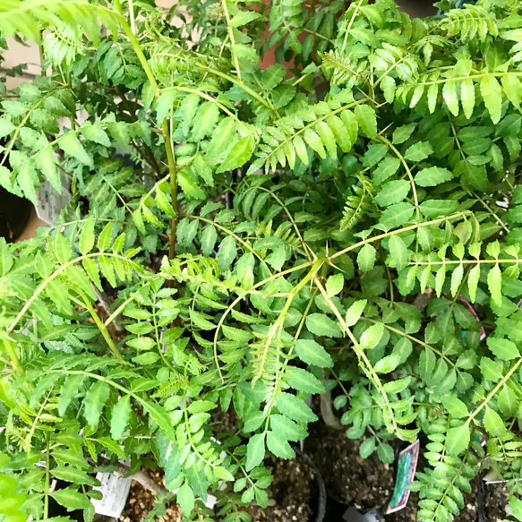 香り良し  葉山椒  サンショウ  3号ポット苗 12枚目の画像