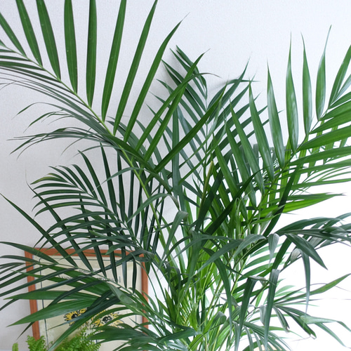 優雅な雰囲気 アレカヤシ スーパーアレカ大型 観葉植物 ホテルライク