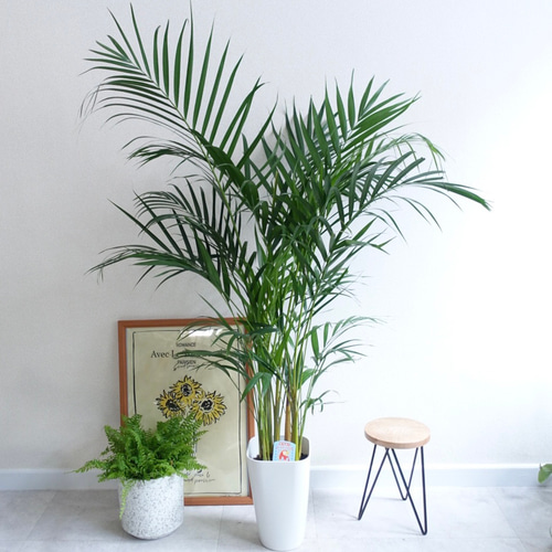 優雅な雰囲気 アレカヤシ スーパーアレカ大型 観葉植物 ホテルライク