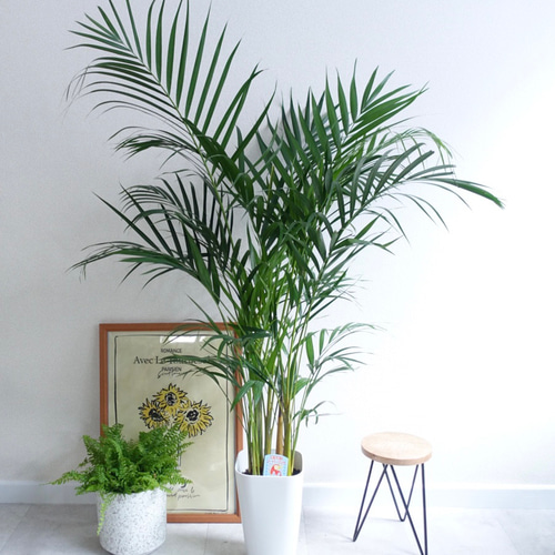 スーパーアレカヤシ 大型 美形 観葉植物 カッシーナ ボー
