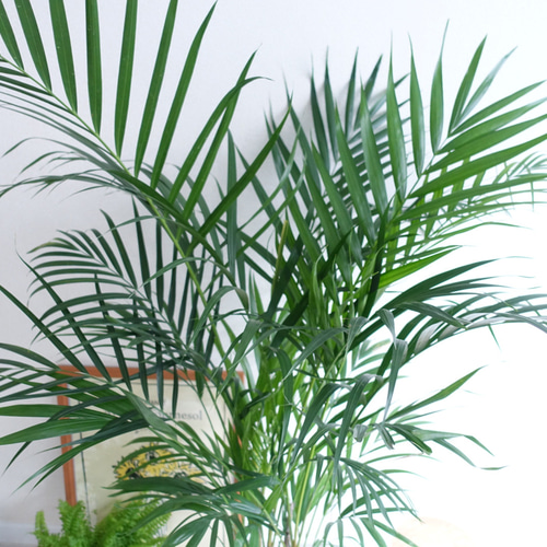 優雅な雰囲気 アレカヤシ スーパーアレカ大型 観葉植物 ホテル
