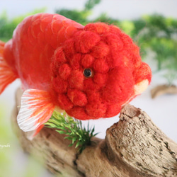 「印花蘭花」金魚毛氈寵物水族箱 第3張的照片