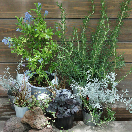 ドライガーデン　おすすめセット ドライガーデンおすすめセット