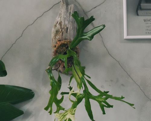 楽天市場】観葉植物：ピロシア ロンギフォリア*8号吊り 現品をお