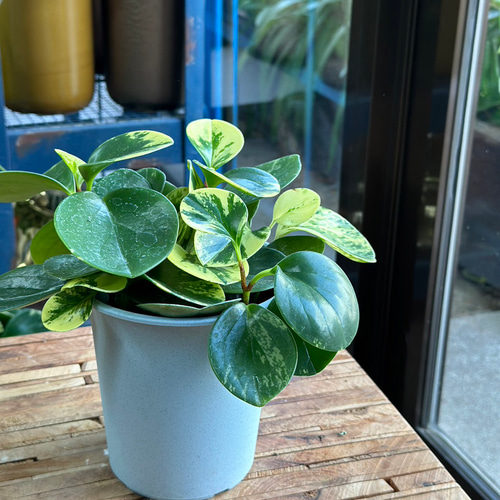 え332 植木鉢 9号 【公式通販】