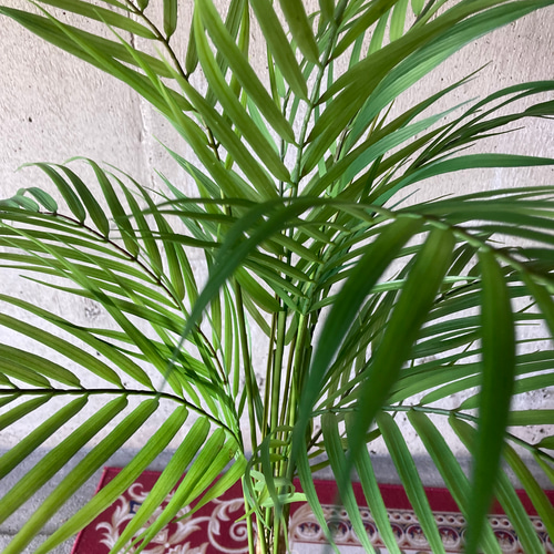 光触媒 人工観葉植物 ウォールグリーン フェイク フラワー