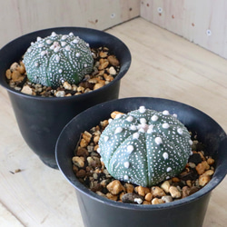 棘なしサボテン♡兜丸♡アストロフィツム♡1鉢♡ 多肉植物 nico