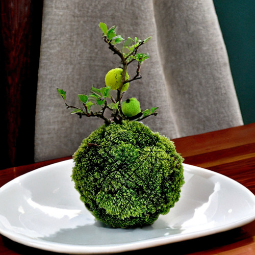 春の飾りもの］紅長寿梅（ベニチョウジュバイ）の苔玉ヤマゴケ縁起物