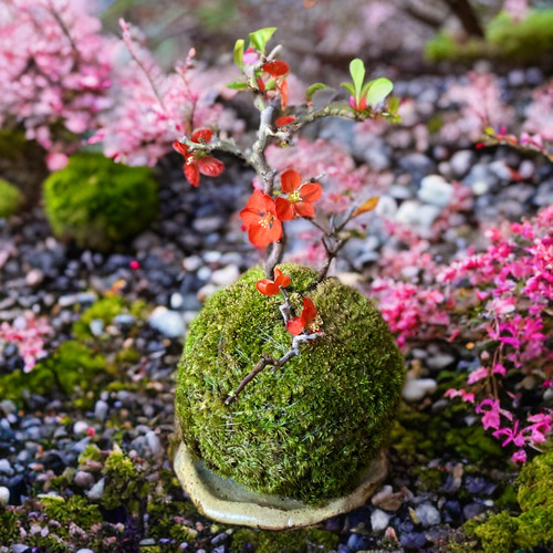 春の飾りもの］紅長寿梅（ベニチョウジュバイ）の苔玉ヤマゴケ縁起物