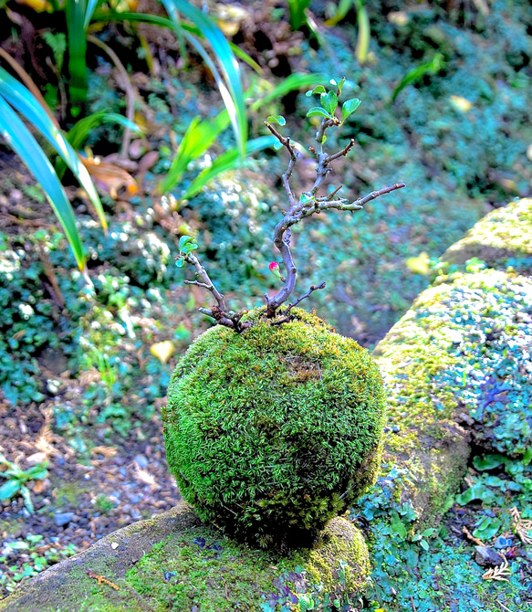 紅長寿梅の苔玉(ヤマゴケ) 2枚目の画像