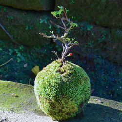 紅長寿梅の苔玉(ヤマゴケ) 1枚目の画像