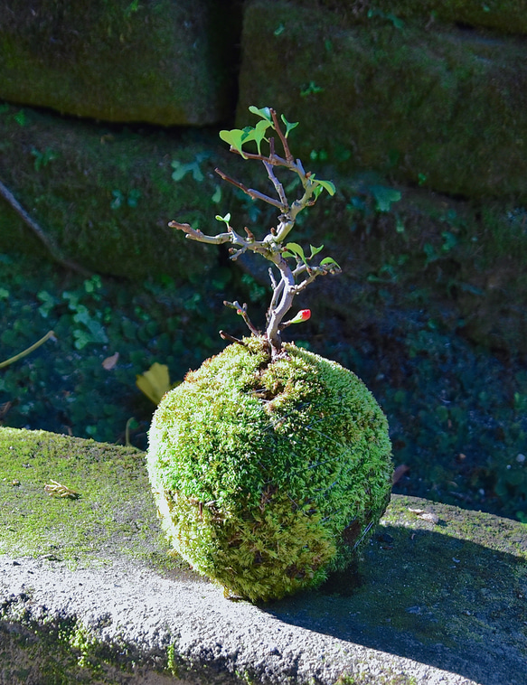 紅長寿梅の苔玉(ヤマゴケ) 1枚目の画像