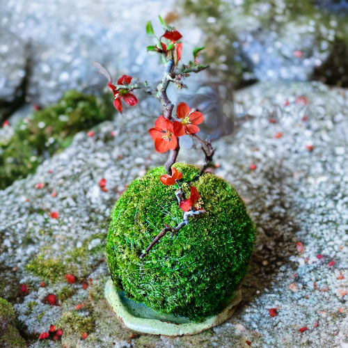 春の飾りもの］紅長寿梅（ベニチョウジュバイ）の苔玉ヤマゴケ縁起物