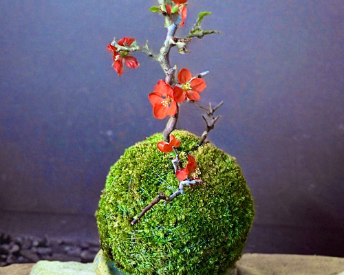 春の飾りもの］紅長寿梅（ベニチョウジュバイ）の苔玉ヤマゴケ縁起物