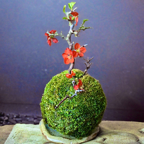春の飾りもの］紅長寿梅（ベニチョウジュバイ）の苔玉ヤマゴケ縁起物