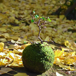 紅長寿梅の苔玉(ヤマゴケ) 5枚目の画像