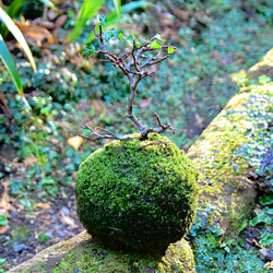 紅長寿梅の苔玉(ヤマゴケ) 3枚目の画像