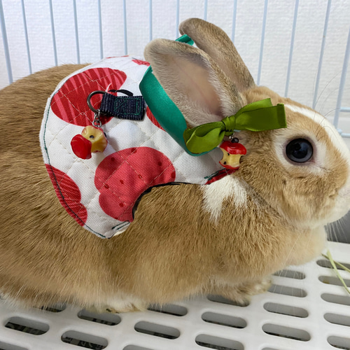 リンゴハーネス かじりかけリンゴチャームつき うさぎハーネス