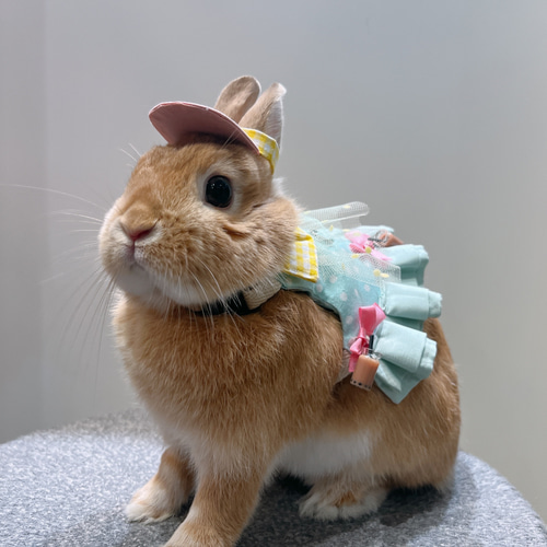 うさぎさん　専用　肖战 ヴァイスシュヴァルツ《ぬいぐるみ ウサちゃん》 CS/528-046 U