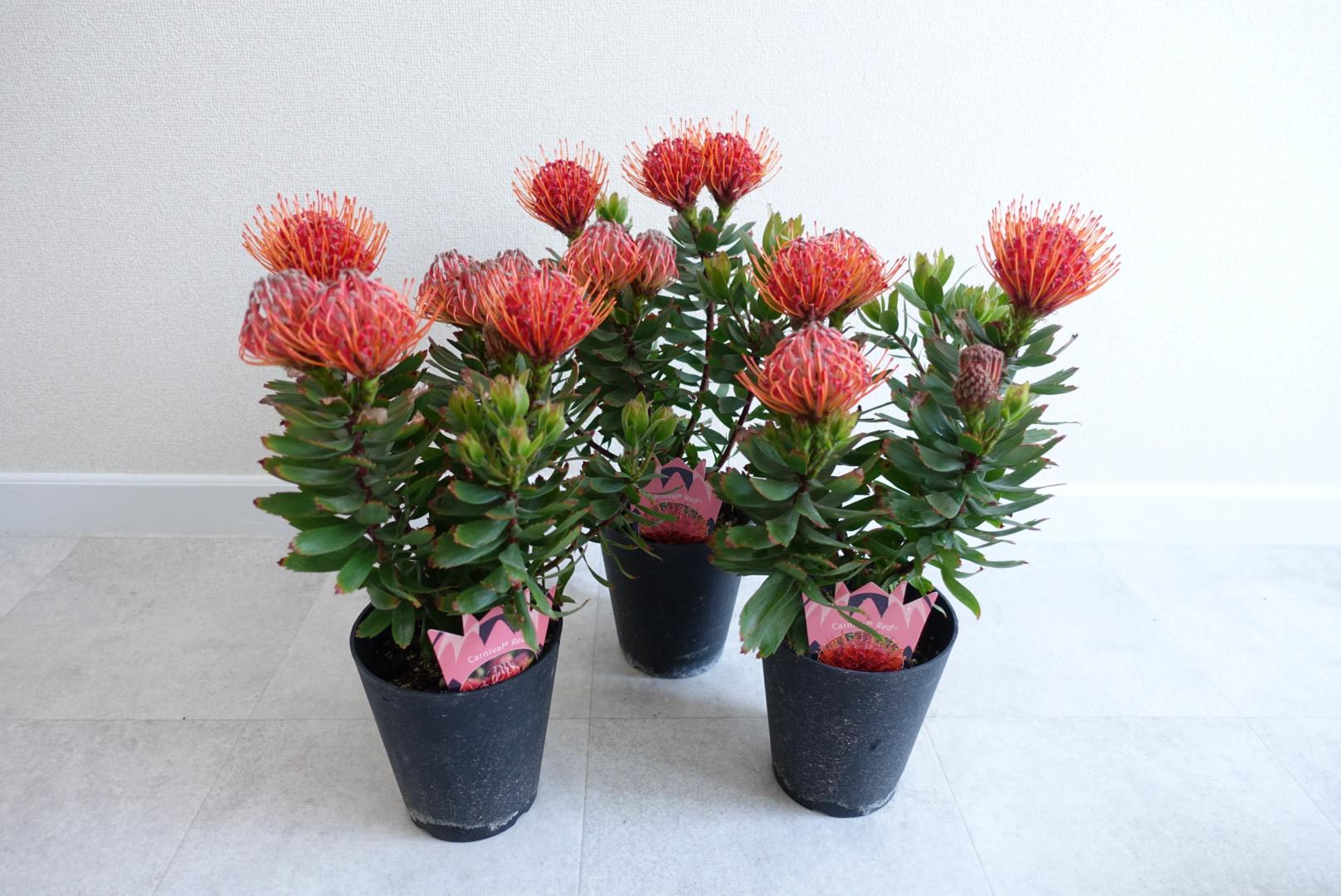 【返品送料無料】 SALE】リューコスペルマム カーニバルレッド オージープランツ その他観葉植物
