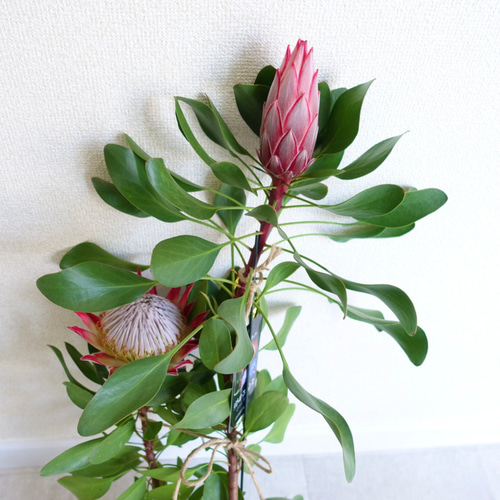 SALE‼︎ プロテア リトルプリンス 6号 苗 苗木 オージープランツ