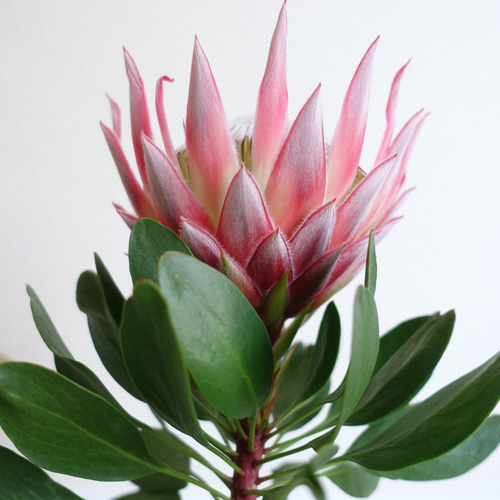 SALE‼︎ プロテア リトルプリンス 6号 苗 苗木 オージープランツ