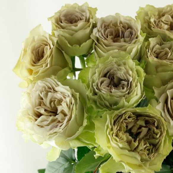 レア切花品種・薔薇☆シックな色合いのバラ（ Littérature）☆5
