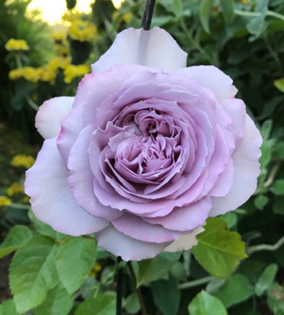 レア切花品種・薔薇☆淡紫〜淡ベージュピンのバラ(Shallow レア切花品種・薔薇☆淡紫〜淡ベージュピンのバラ(Shallow