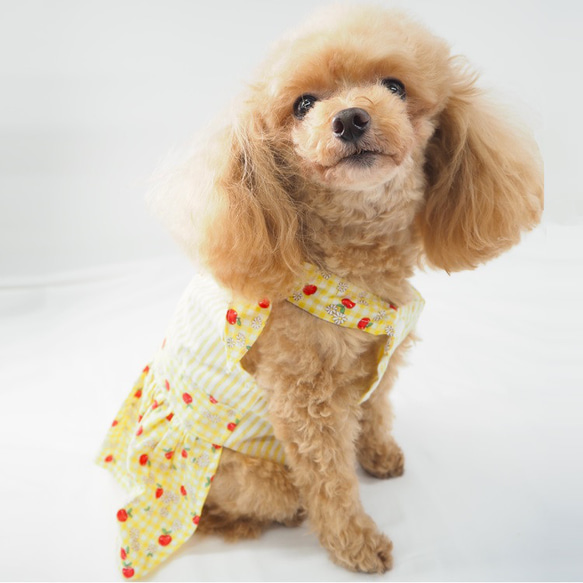 ワンピース ドレス フルーツ 夏 かわいい 小型犬用 ドッグウェア 犬 猫 ペット P106 P111 P112 7枚目の画像