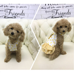ワンピース ドレス フルーツ 夏 かわいい 小型犬用 ドッグウェア 犬 猫 ペット P106 P111 P112 11枚目の画像