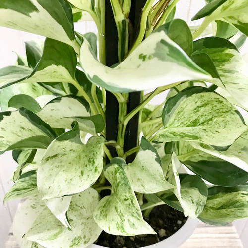 再入荷！ 株立ち ポトス ステータス ヘゴ仕立て（木柱仕立て）5号 受皿