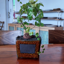Fグリーンポット植木鉢 2枚目の画像