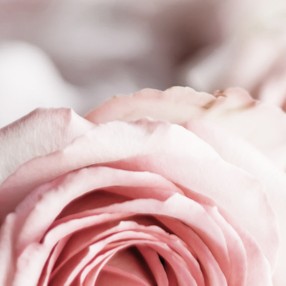 アートポスター バラハート香水ボトル スマイル名言アート ローズフォト 3枚セット 4800 7枚目の画像