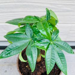 実生　パキラ　☆観葉植物 2枚目の画像