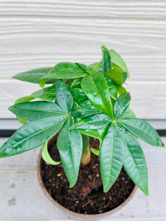 実生　パキラ　☆観葉植物 2枚目の画像