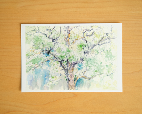 【即日発送】キッズアート ポストカード 水彩画 3枚セット ポストカード 水彩画 【12.青蓮院門跡 くすのき