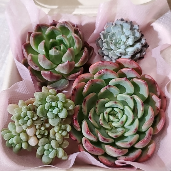 ワンピなど最旬ア！ 多肉植物】4点セット (6) 多肉植物 エケベリアSKETCH 通販 その他多肉植物