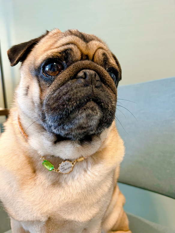 軽くて柔らか♪本革迷子札一体型チョーカー、ビジューチャーム付き（小型犬、中型犬専用）サイズオーダーあり 5枚目の画像