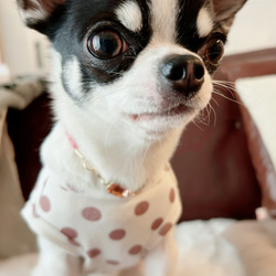 軽くて柔らか♪本革迷子札一体型チョーカー、ビジューチャーム付き（小型犬、中型犬専用）サイズオーダーあり 6枚目の画像