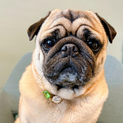 軽くて柔らか♪本革迷子札一体型チョーカー、ビジューチャーム付き（小型犬、中型犬専用）サイズオーダーあり 4枚目の画像