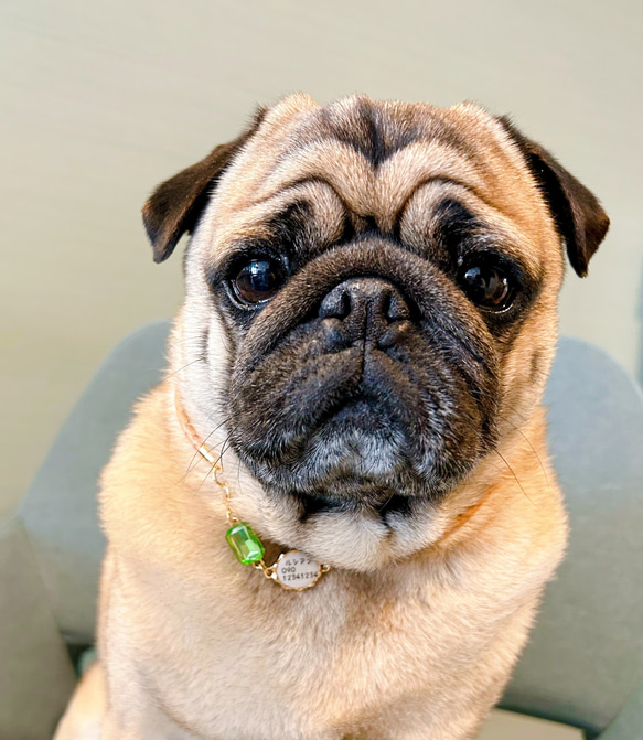 軽くて柔らか♪本革迷子札一体型チョーカー、ビジューチャーム付き（小型犬、中型犬専用）サイズオーダーあり 4枚目の画像