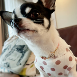 軽くて柔らか♪本革迷子札一体型チョーカー、ビジューチャーム付き（小型犬、中型犬専用）サイズオーダーあり 7枚目の画像