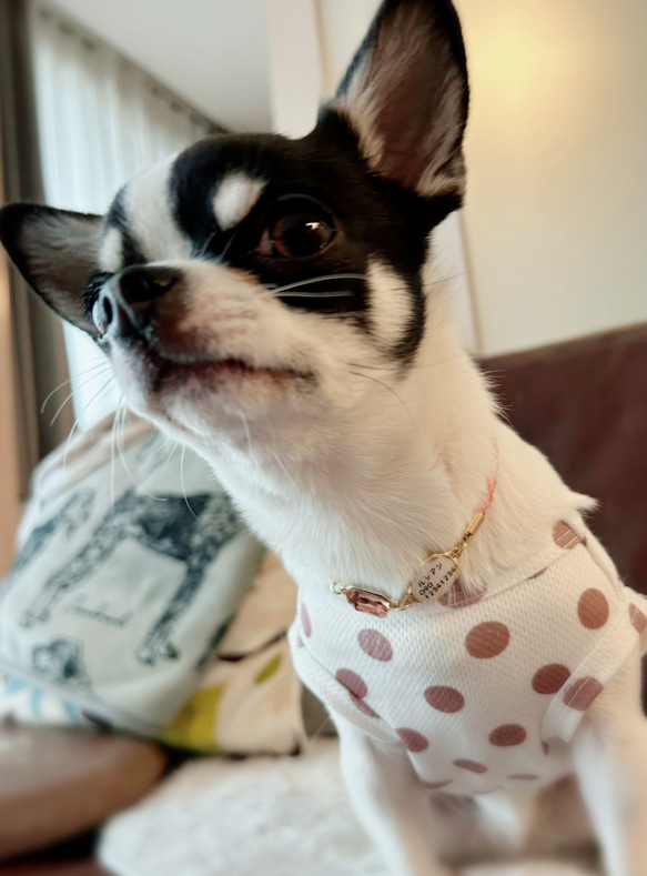 軽くて柔らか♪本革迷子札一体型チョーカー、ビジューチャーム付き（小型犬、中型犬専用）サイズオーダーあり 7枚目の画像