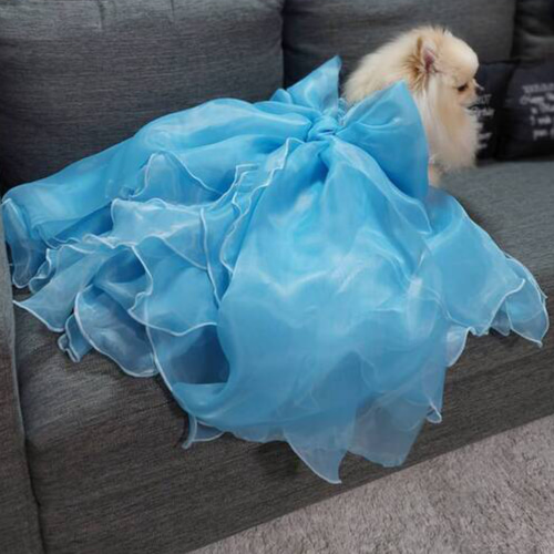 犬猫うさちゃん 大切な日にはスペシャルなドレスを♡シンデレラの