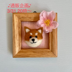 ♪通販企画♪3/31 20時〜販売　『柴ワンコ桜フレーム赤柴』 1枚目の画像